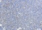 ATG3 Rabbit mAb ABZ1804