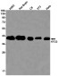 ATG3 Rabbit mAb ABZ1804