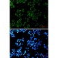 TREX1 Rabbit mAb ABZ1805