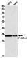 PLSCR3 Rabbit mAb ABZ1806