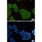 DISC1 Rabbit mAb ABZ1808