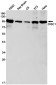 DISC1 Rabbit mAb ABZ1808