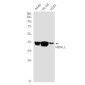 MBNL1 Rabbit mAb ABZ1811