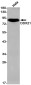DDX21 Rabbit mAb ABZ1812