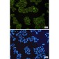 SMAC Rabbit mAb ABZ1813