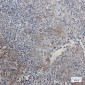 SMAC Rabbit mAb ABZ1813