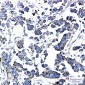 TXNRD2 Rabbit mAb ABZ1824