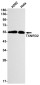 TXNRD2 Rabbit mAb ABZ1824