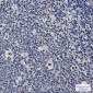 PREB Rabbit mAb ABZ1825