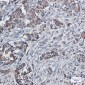 SEC61A Rabbit mAb ABZ1830
