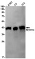 SEC61A Rabbit mAb ABZ1830