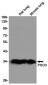 PHD3 Rabbit mAb ABZ1834