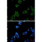 EHD1 Rabbit mAb ABZ1836