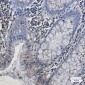 EHD1 Rabbit mAb ABZ1836