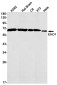 EHD1 Rabbit mAb ABZ1836