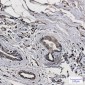 LC3A Rabbit mAb ABZ1837