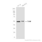 TXNIP Rabbit mAb ABZ1839
