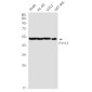 P2RY12 Rabbit mAb ABZ1844