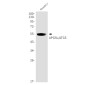 APG5L/ATG5 Rabbit mAb ABZ1845