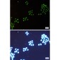 NAT10 Rabbit mAb ABZ1848