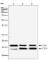 LC3B Rabbit mAb ABZ1850