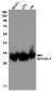 Sprouty 4/Spry-4 Rabbit mAb ABZ1856