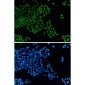 BCL2L14/BCLG Rabbit mAb ABZ1857