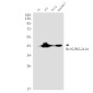 BCL2L14/BCLG Rabbit mAb ABZ1857