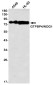 GTPBP4 Rabbit mAb ABZ1858
