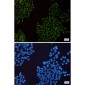 MRPS26 Rabbit mAb ABZ1861