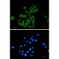 eIF2A Rabbit mAb ABZ1864