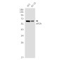 eIF2A Rabbit mAb ABZ1864