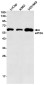 eIF2A Rabbit mAb ABZ1864