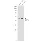 ORP1 Rabbit mAb ABZ1866