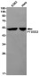 PSS2 Rabbit mAb ABZ1869