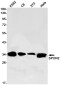 SPON2 Rabbit mAb ABZ1870