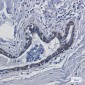 Transmembrane Protein 43 Rabbit mAb ABZ1871