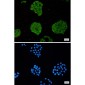 TRIM56 Rabbit mAb ABZ1872