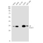 ORAI3 Rabbit mAb ABZ1873