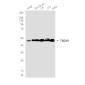 TSG101 Rabbit mAb ABZ1878