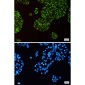 Thioredoxin 2 Rabbit mAb ABZ1880