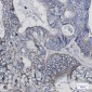 Thioredoxin 2 Rabbit mAb ABZ1880