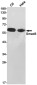 Smad5 Rabbit mAb ABZ1881