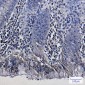 REA Rabbit mAb ABZ1884