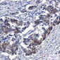 Sortilin Rabbit mAb ABZ1886