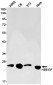 HBEGF Rabbit mAb ABZ1892