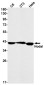 NODAL Rabbit mAb ABZ1895