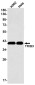 TRIB3 Rabbit mAb ABZ1896