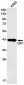 QK1 Rabbit mAb ABZ1904