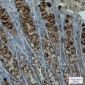 PBK Rabbit mAb ABZ1909
